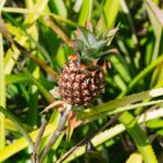 Medical Importance Eating of pineaaples