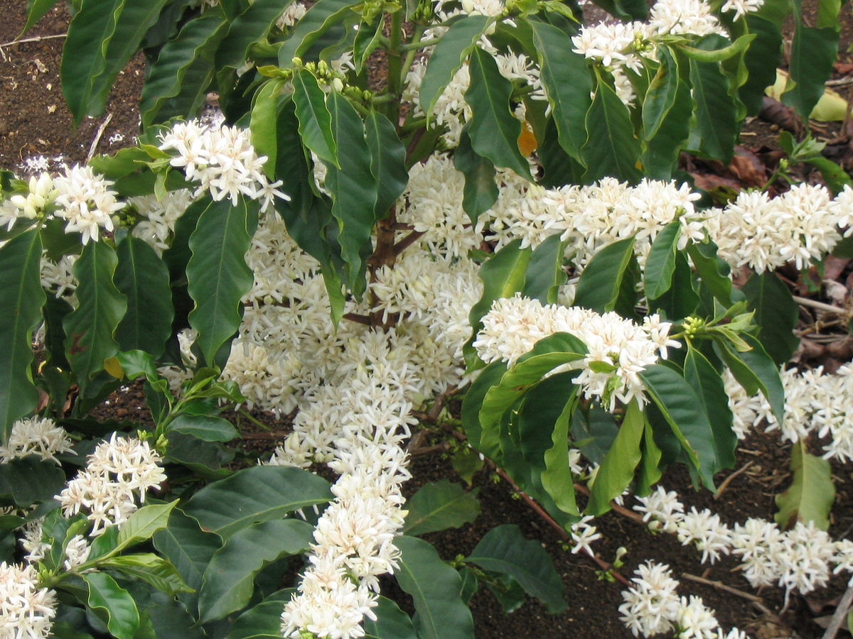 Flowering Arabica Coffee