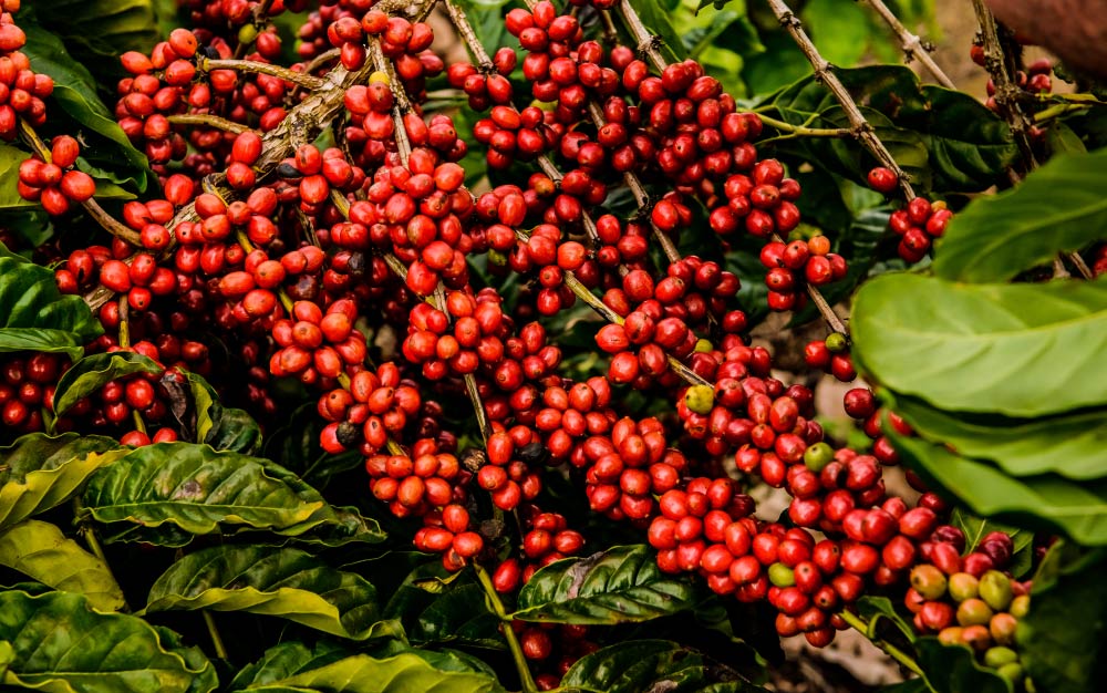 Robusta Coffee Plant